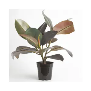 Bloom Artificial Rubber Plant in Nursery Pot - Faux Fake Realistic Houseplant Floral Home Decoration - Measures H50cm x W40cm