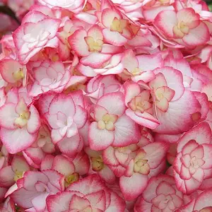 Hydrangea Miss Saori 3 Litre Potted Plant x 2