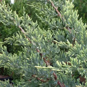 Juniperus Holger - Compact Evergreen Shrub, Blue-Green Foliage (15-30cm Height Including Pot)