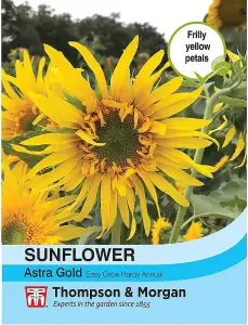 Helianthus annus Sunflower Astra Gold 1 Packet (30 Seeds)