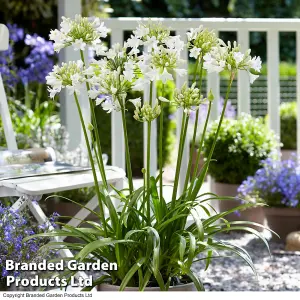 Agapanthus Blue + White Collection 6 Bare Root Plants - Summer Flowering - Drought Tolerant