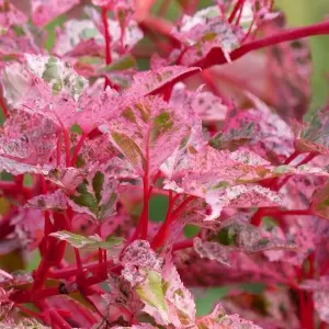 Acer Red Flamingo Tree - Striking Foliage, Compact Size, Hardy (5-6ft)