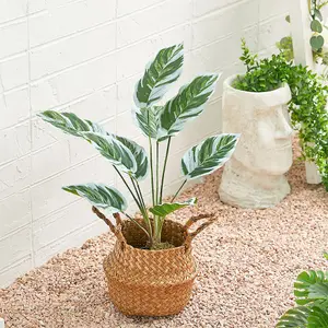 Potted Fake Plants Artificial Calathea White Fusion for Home Decoration 545mm (H)