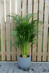 Areca Palm in 19cm Pot - Dypsis Lutescens Palm 90cm-100cm in Height