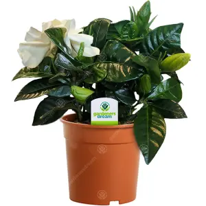 Gardenia jasminoides: Intensely Fragrant White Flowers, Perfect Indoor Ornament (15-25cm)