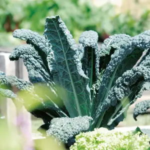 Kale 'Yurok' F1 Hybrid - 1 Seed Packet (30 Seeds)