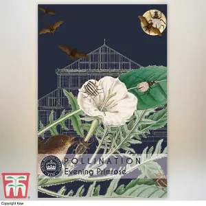 Evening Primrose Promo New Kew Range 1 Seed Packet (500 Seeds)