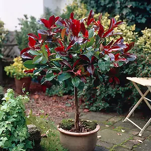 YouGarden Photinia 'Little Red Robin' Standard Trees in 3L Pots 70-80cm Tall Supplied as a Pair of Photinia Standard Trees in Pots