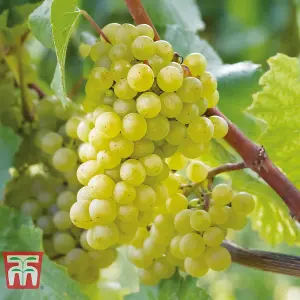 Grape (Vitis) Chardonnay Potted Plant x 1