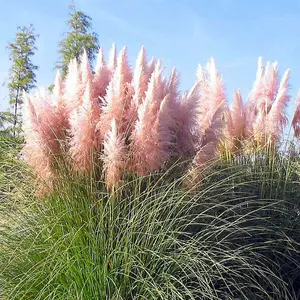 Cortaderia Rosea Garden Plant - Pampas Grass, Pink Plumes, Compact Size (20-30cm Height Including Pot)