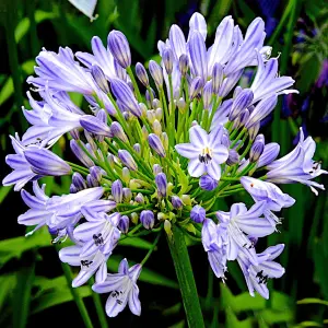 Agapanthus Megans Mauve - Agapanthus africanus, Deciduous Perennial (10-20cm Height Including Pot)