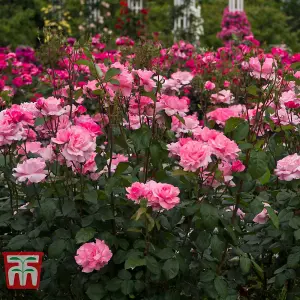 Rose Queen Elizabeth 3 Bare Root Plants