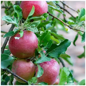 Dwarf Patio Idared Apple Tree Ready To Fruit,Mild Flavour,Late Season & Stores Well 3FATPIGS