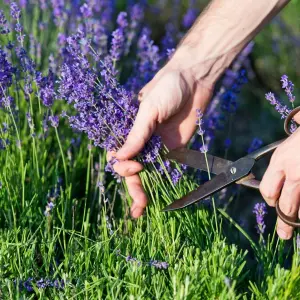 2 x Lavender Hidcote Plants - English Lavender Bush in a 13cm Pot Ready to Plant