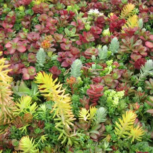 12 x Sedum Stonecrop Plant Mix in 9cm Pots - Mixed Varieties - Evergreen Outdoor Succulents - UK Hardy - Rockery Plants