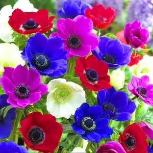 Anemone De Caen Mixed Flowering Bulbs - Vibrant Blooms (25 Pack)