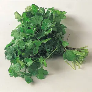 Herb Coriander 1 Seed Packet (50 Seeds)