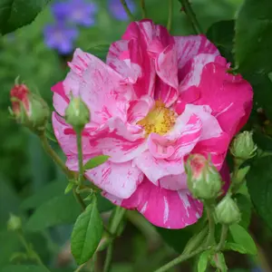 Rose Bush 'Mundi' - Bi-Coloured Semi Double Rose Bush in 3 Litre Pot