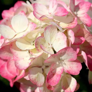 Hydrangea Diamant Rouge 3.6 Litre Potted Plant x 1