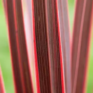 Cordyline Pair of Established Plants in 17cm Pots