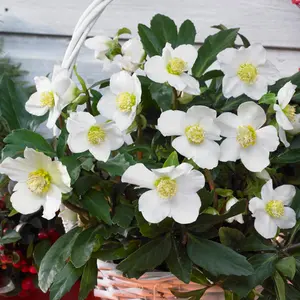 Helleborus Flowering Christmas Rose Hardy Plant for UK Gardens (20-30cm Height Including Pot)