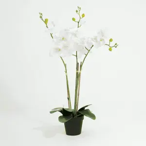 Blooming Artificial - 70cm / 2.25ft White Artificial Phalaenopsis Orchid