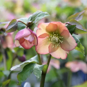 Harvington Apricot Lenten Rose Hellebore Perennials Flowering Plants 2L Pot