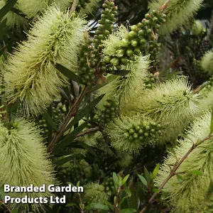 Callistemon Honey Potted Plant 9cm Potted Plant x 1