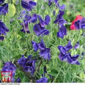 Sweet Pea King Size Navy Blue 1 Seed Packet (20 Seeds)