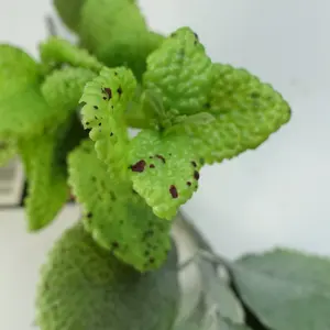 125cm Artificial Hanging Trailing Mint Leaf Garland Plant