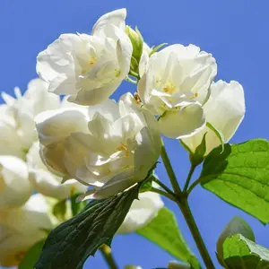 Philadelphus Virginal Plant in 9cm Pot - Double Bloom Mock Orange