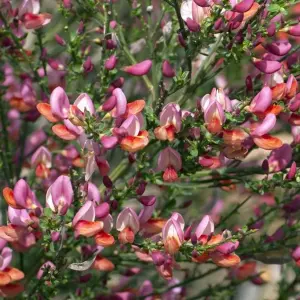 Cytisus Zeelandia Garden Shrub - Pink and Cream Flowers, Compact Size, Attracts Pollinators (10-30cm Height Including Pot)