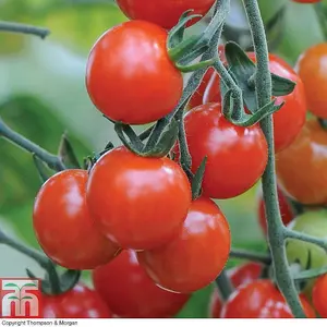 Tomato Sweet Aperitif 1 Seed Packet (10 Seeds)