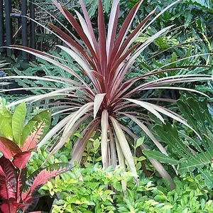 Cordyline Red Star Garden Plant - Striking Red Foliage, Architectural Beauty (15-30cm Height Including Pot)