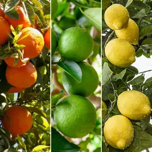 Citrus Trio: Lemon, Lime & Orange in Ceramic Pots, Fresh and Fragrant (20-30cm, 9cm Pots)