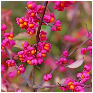 1 Spindle Hedging 1-2ft Tall, Euonymus Europaeus,Beautiful Pink Autumn Berries 3FATPIGS