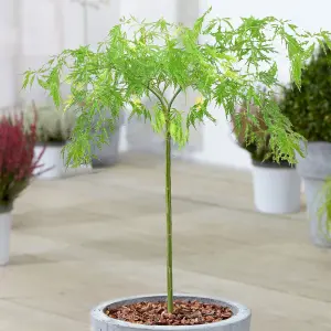 Acer Dissectum Patio Tree - Stunning Variety, Ideal for UK Gardens, Compact Size (2-3ft)