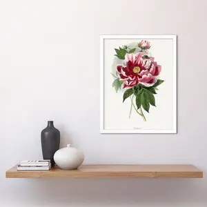 Vintage Pink Red Peony Bloom Flowers - Print White Framed Paper / 43cm H x 33cm W