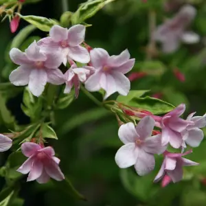 Jasminum x stephanense Stephan Jasmine WhiteClimbing Plant 60cm Cane 3L Pot