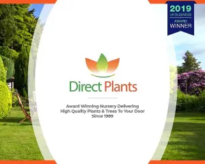 Direct Plants Cherry Laurel Hedging Plants Large 2-3ft Pack of 10 Supplied in 2 Litre Pots