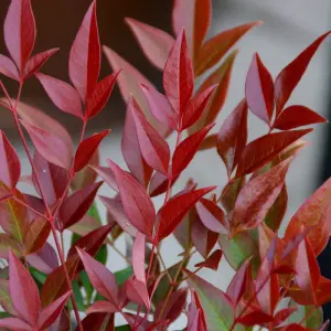 Obsessed Heavenly Bamboo Outdoor Shrub Plant Nandina Domestica 2L Pot