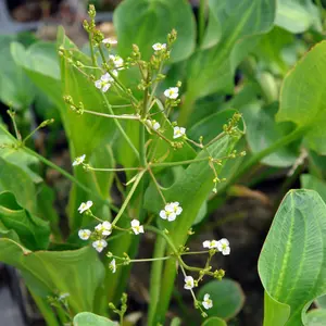 Lincolnshire Pond Plants Ltd Marginal Plants - Pond Plants (Alisma 'Parviflora')  - 3x 1 Litre Plants