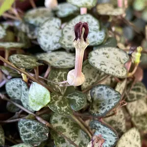 Ceropegia linearis woodii - String of Hearts in 12cm Pot - Trailing Indoor Plant