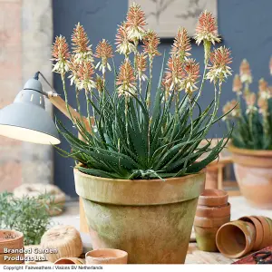 Gift Aloe Safari Sunrise 13cm in Zinc Pot x 1