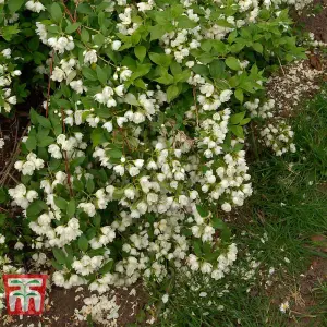 Philadelphus Manteau d'Hermine 3.5 Litre Potted Plant x 1