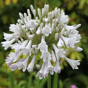 Windsor Grey African Lily Perennials Flowering Plants Agapanthus 2L Pot