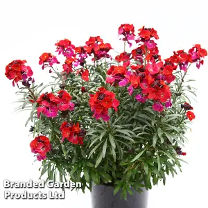 Erysimum Wallflower Colour Vibe Red 9cm Potted Plant x 6