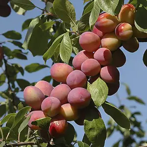 Complete 6 Tree Mini Orchard Braeburn Apple, Victoria Plum, Stella Cherry, Bramley Apple, Redhaven Peach & Conference Pear