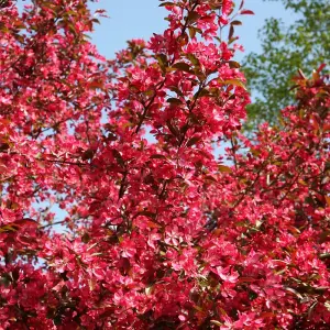 Malus Toringo Scarlett Tree - Crab Apple Ornamental Tree, Deep Pink Flowers, Hardy, Low Maintenance (5-6ft)