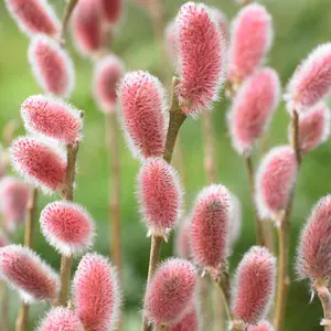 Japanese Pink Willow, Salix gracilistyla 'Mount Aso' Standard